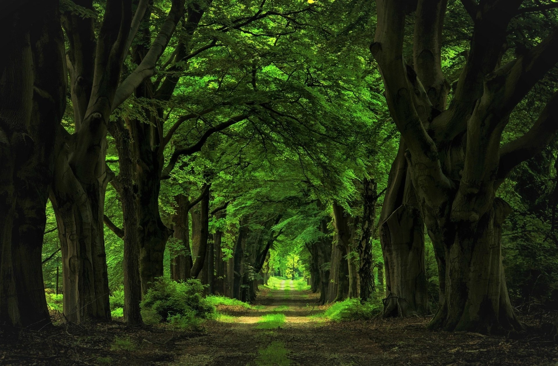 Forest trail trekking - Best tour packages from Ahmedabad